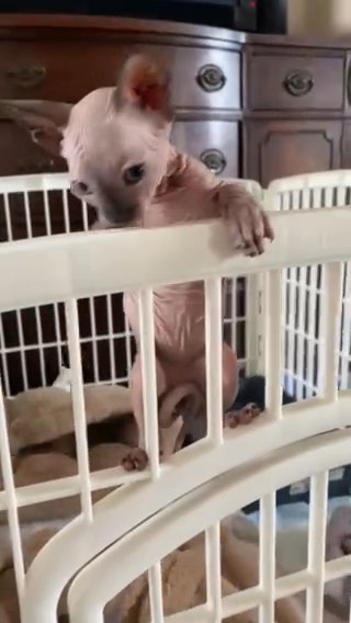Male Sphynx Kitten For Sale in Cincinnati, Ohio