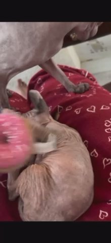 Female Sphynx Kitten For Sale in Cincinnati, Ohio