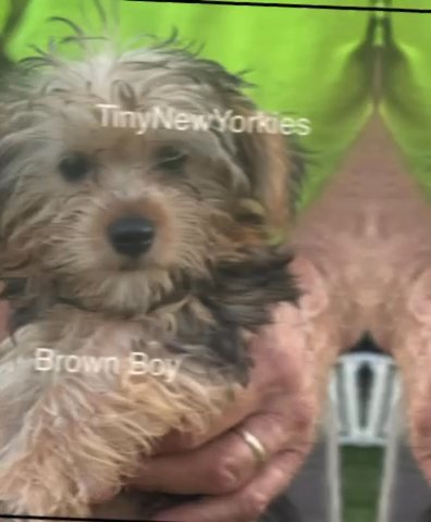 4 Yorkies in New Albany, Indiana