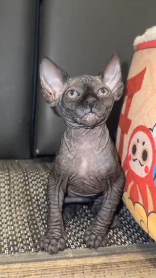 Female Sphynx Kitten in Miami Beach, Florida