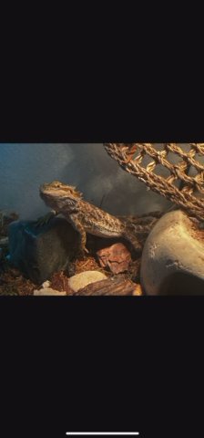 Henry The Bearded Dragon in Bremerton, Washington