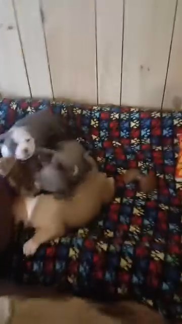 American Bully (pockets) in Leesburg, Florida