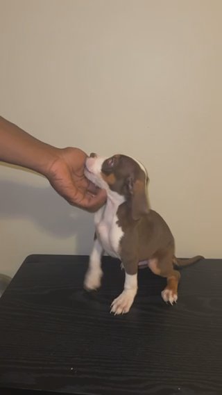 American bully XL in Orangeburg, South Carolina