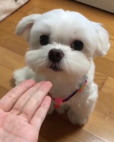 Maltese in Brooklyn, New York