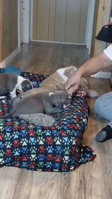 American bully puppies in Leesburg, Florida