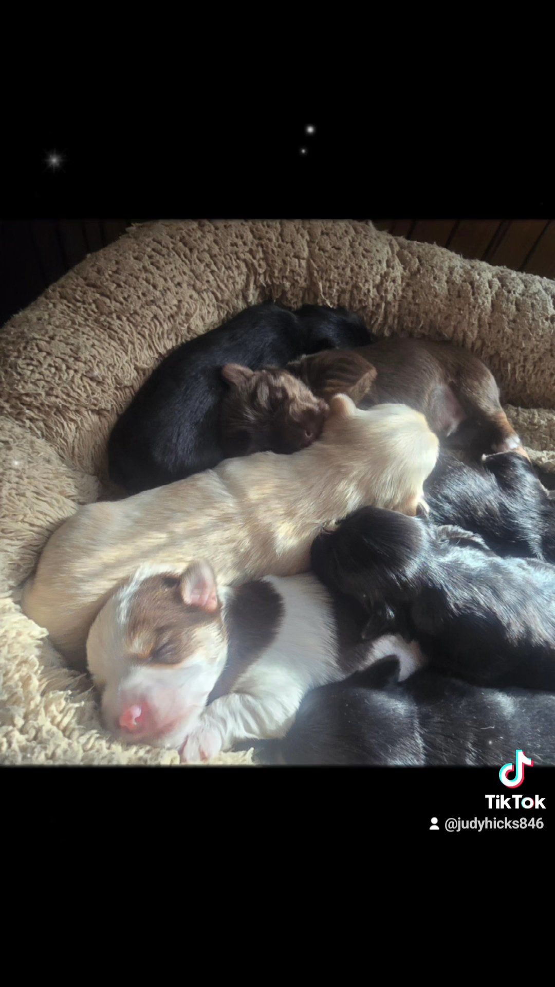 Yorkie babies in Greensboro, North Carolina