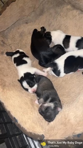 Miniature Schnauzer - Male in Columbia, South Carolina