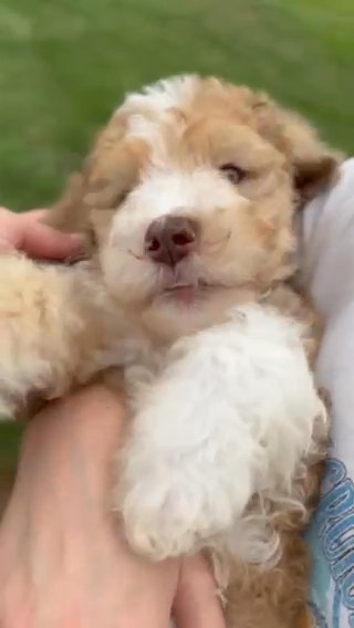 F1b Medium Bernedoodle in Columbus, Ohio