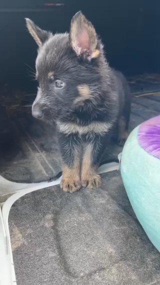 Eix/Ally Female in Richmond, Kentucky