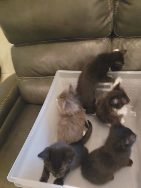 kittens in Philadelphia, Pennsylvania