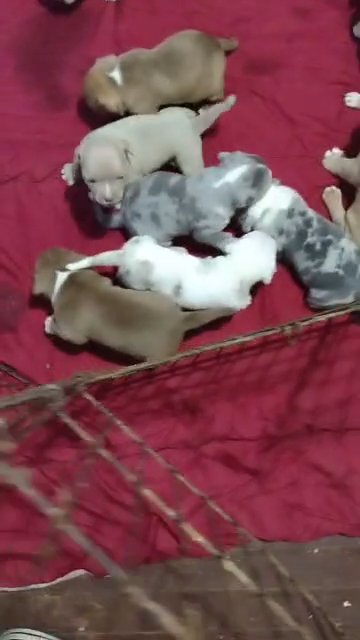 American bullies e extreme exotic in Salisbury, Maryland