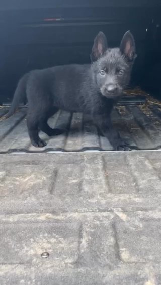 Eix Ally Male in Richmond, Kentucky