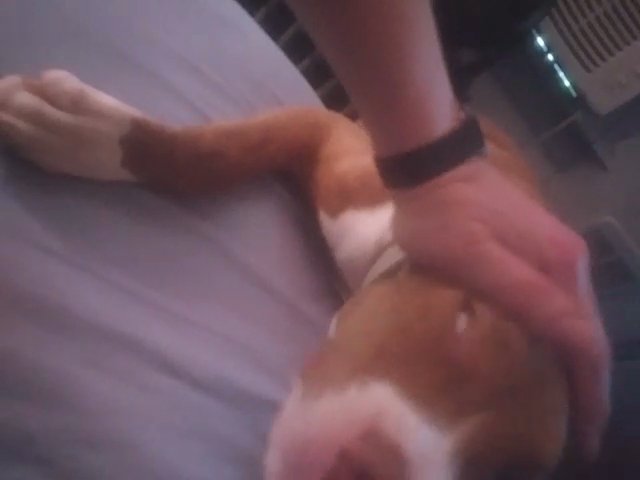 butters the 5 month old red nose pitbull pup in Endicott, New York