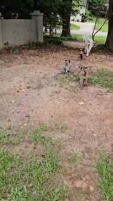 golden sheepadoodle in Augusta, Georgia