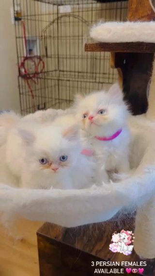Persian Kittens in Paterson, New Jersey