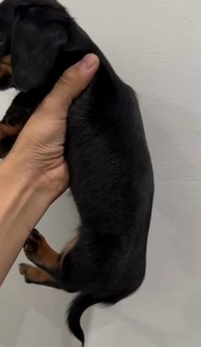 Dachshund in Houston, Texas