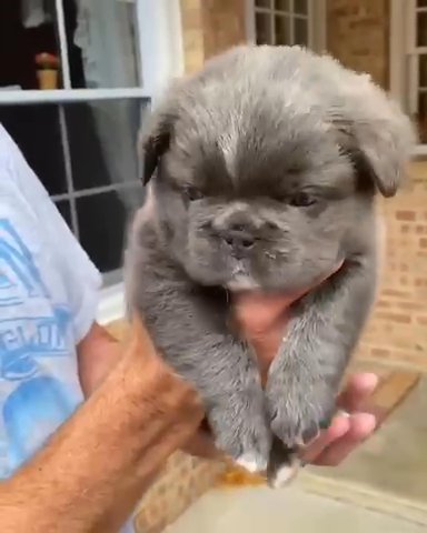 Baby Ashley Is Ready For A New Home in Dallas, Texas