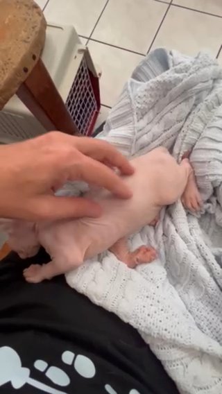 Sphynx Kitten in Homestead, Florida