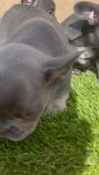 Akc French Bulldog Puppies in Queen Creek, Arizona