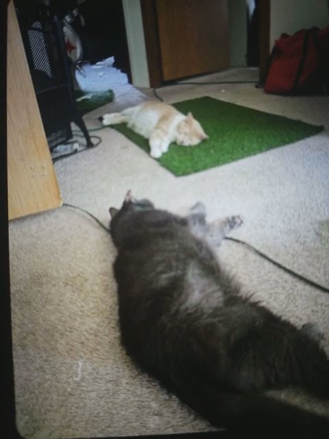 Spartacus and twinky in Lancaster, Pennsylvania