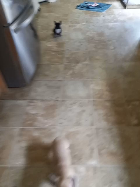 French bulldog puppy in Ocala, Florida