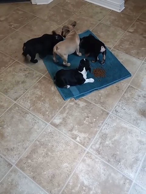French bulldog puppies in Ocala, Florida