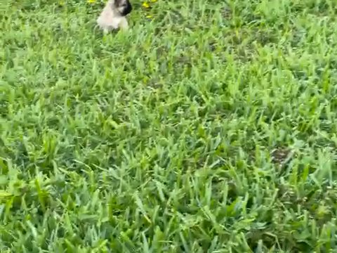 Male AVAILABULL in West Palm Beach, Florida