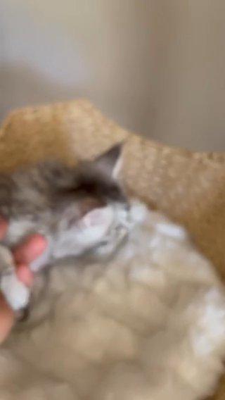 Maine Coon Kittens in Damascus, Oregon