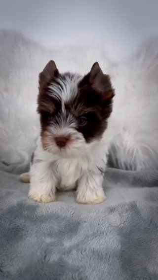 Choc Parti Male in Jackson, Tennessee