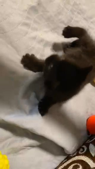 Tuxedo Cat Very Energetic To Play With Very Fun in Columbus, Ohio