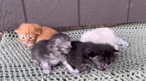 Siberian Kittens in Nashville, Tennessee