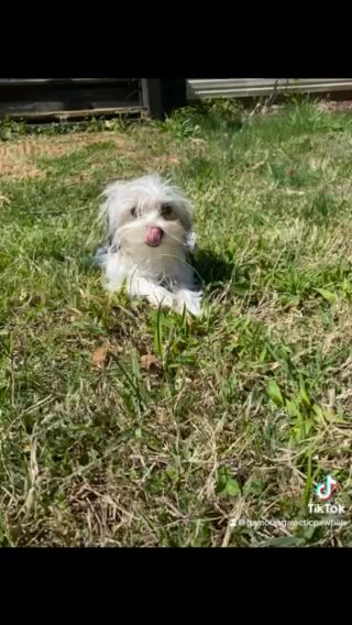 Parti Male Yorkie in Newton, North Carolina
