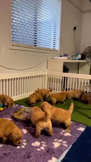 “D-Dawg” Golden Retriever (DEPOSIT REQUIRE) in Virginia Beach, Virginia