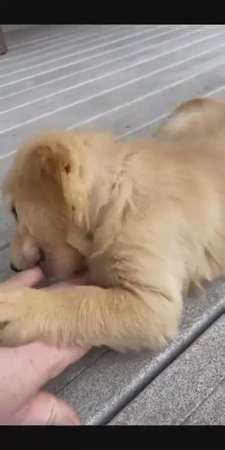 golden retriever puppies in Midland, Texas