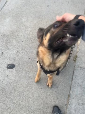 Pure Bred German Shepherd (FREE) in El Cajon, California