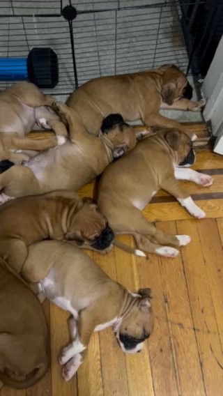 Boxers in New York City, New York