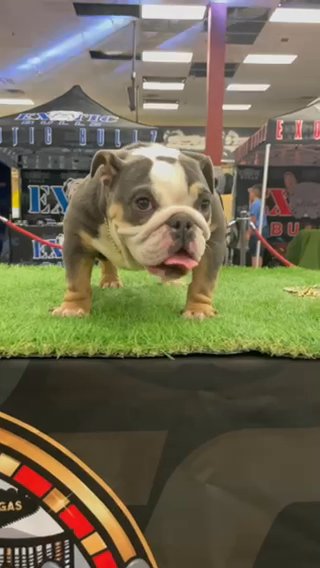 Male And Female Bulldog Pair in Las Vegas, Nevada
