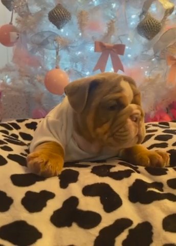 English Bulldogs in Hobbs, New Mexico