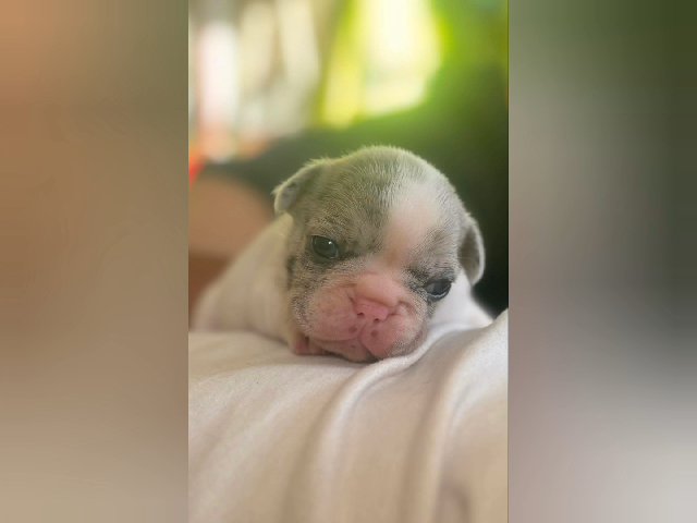 Testable Carrier Pups Avaiable!! in Philadelphia, Pennsylvania
