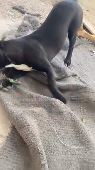 Half Pitbull Half German Shepherd in Las Vegas, Nevada