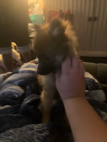 Pomeranian in Cambridge, Maryland
