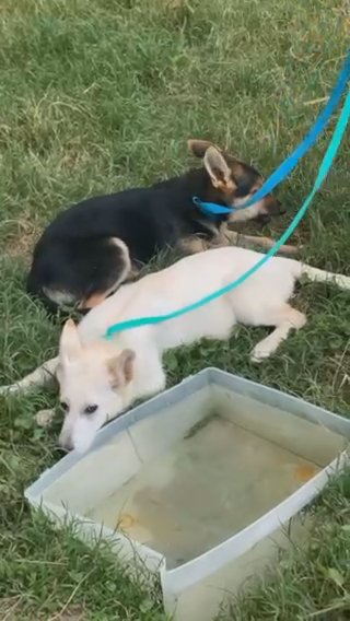 White German Shepherd in Cambridge, Maryland