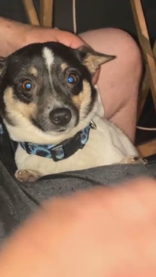 Rat Terrier in Cambridge, Maryland