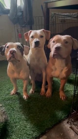 Pet Homes in Fayetteville, North Carolina