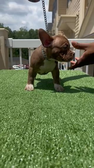 Chocolate Micro Bully Female Puppy in Charlotte, North Carolina