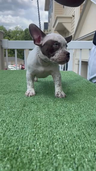 Male Micro Bully Puppy in Charlotte, North Carolina