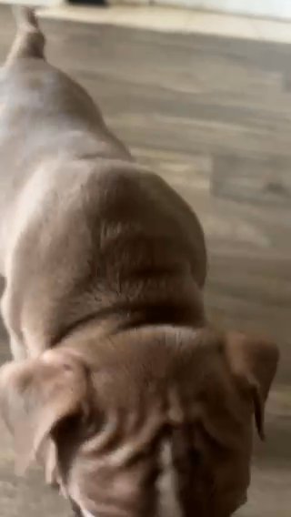 Chocolate Micro Bully Female in Charlotte, North Carolina