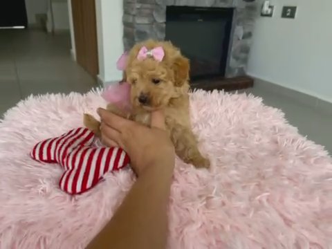Tiny Toy Poodle in Houston, Texas