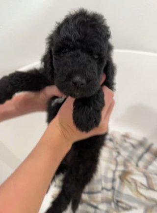 *SOLD* Female Black Goldendoodle in Hammond, Louisiana