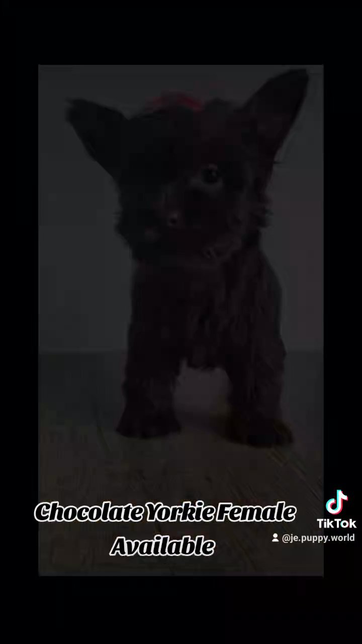 Yorkie in Palm Bay, Florida